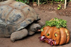 bioparco roma halloween