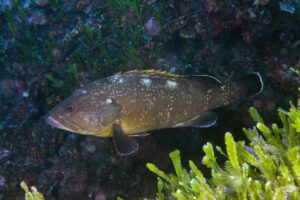 cernia bruna cernie moria