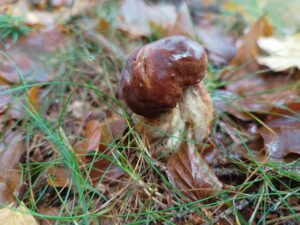 funghi