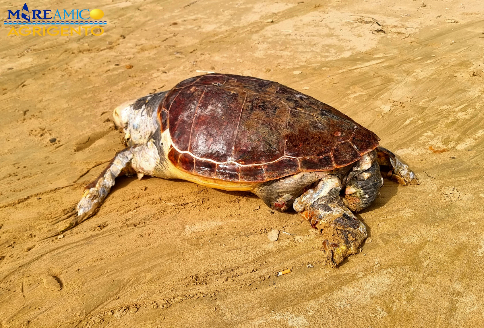 Trovata morta una gigantesca tartaruga di almeno 30 anni: “aveva un cordino di rete da pesca in bocca” | FOTO