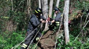 vigili del fuoco cane