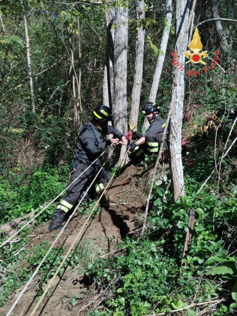 vigili del fuoco cane
