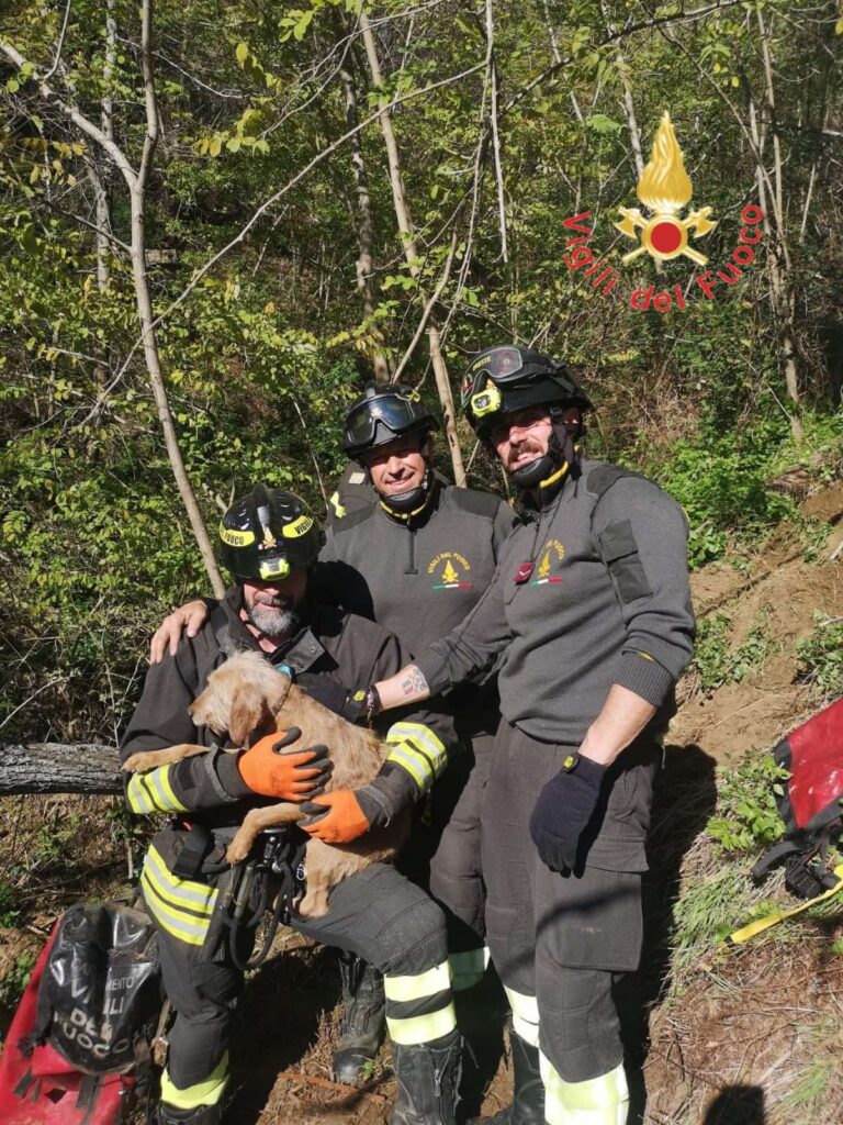 vigili del fuoco cane