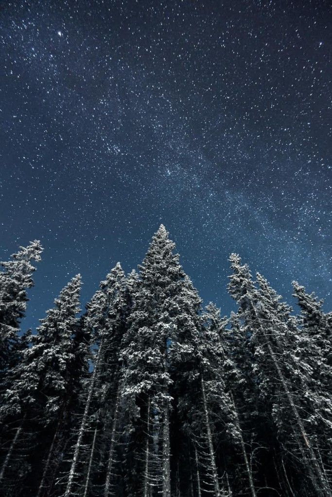 Alberi e stelle