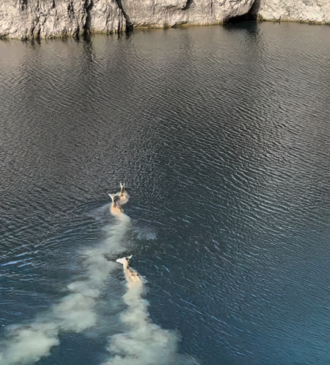 Cervi lago San Domenico