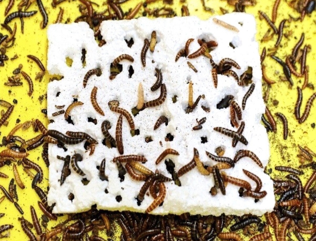Insetti mangia plastica