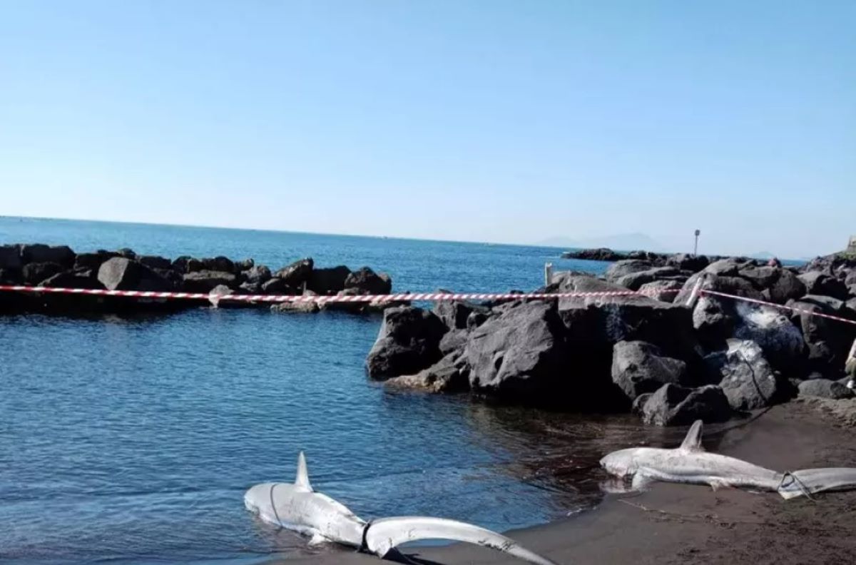 Torre del Greco, due squali volpe spiaggiati: gli esperti indagano sulle cause