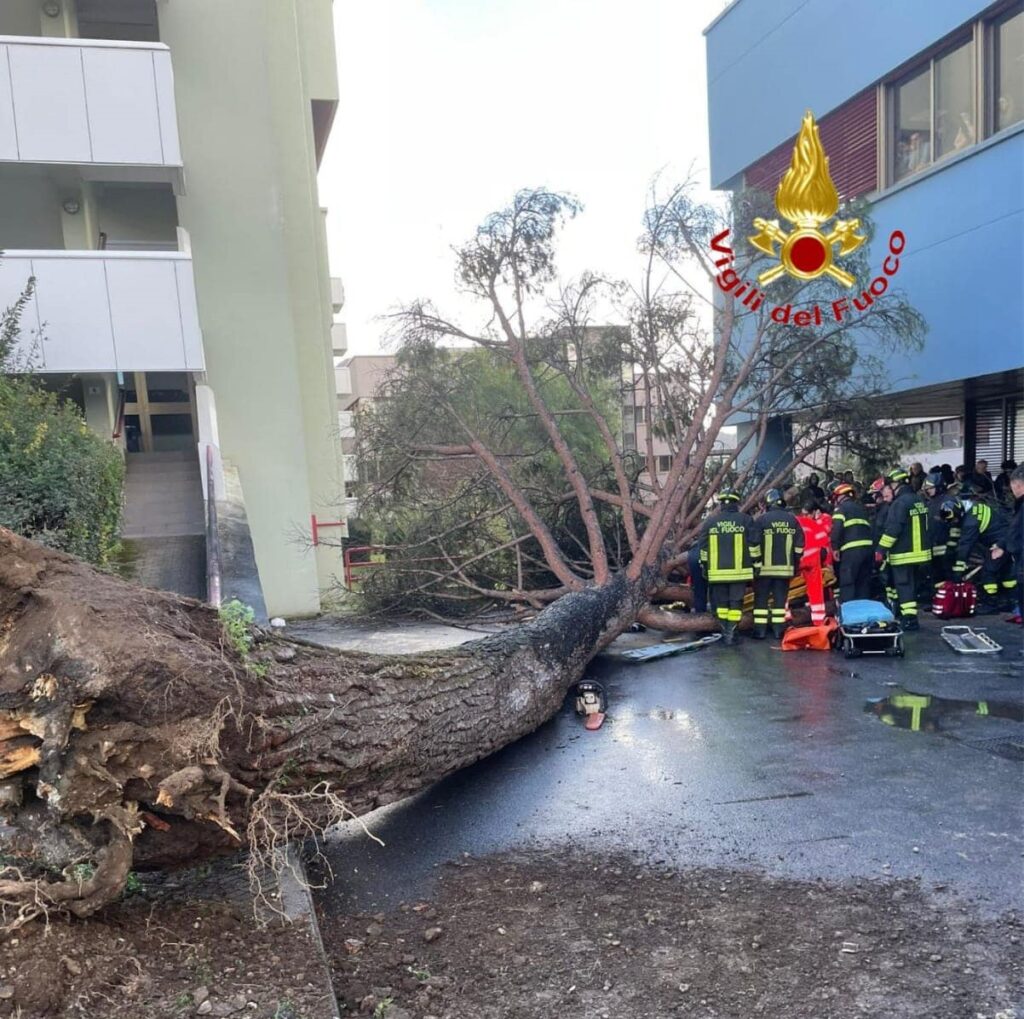 albero università salerno