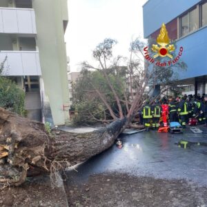 albero università salerno