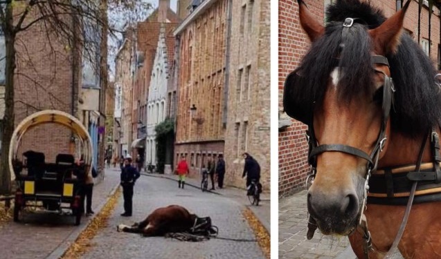 cavallo bella bruges