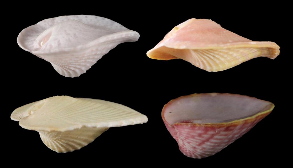 cockles