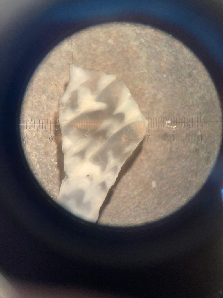 cockles