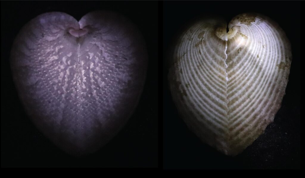 cockles