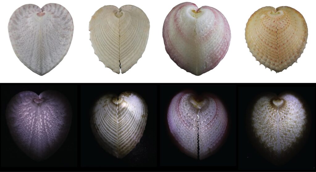 cockles