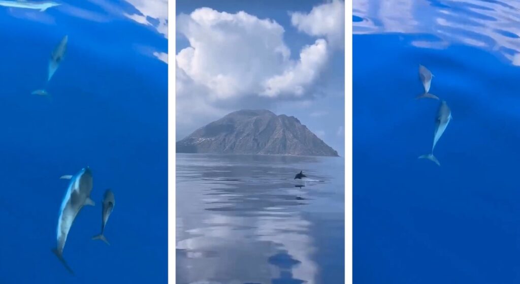 delfini isole eolie