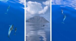 delfini isole eolie
