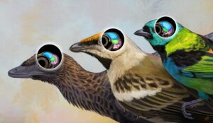 evoluzione uccelli
