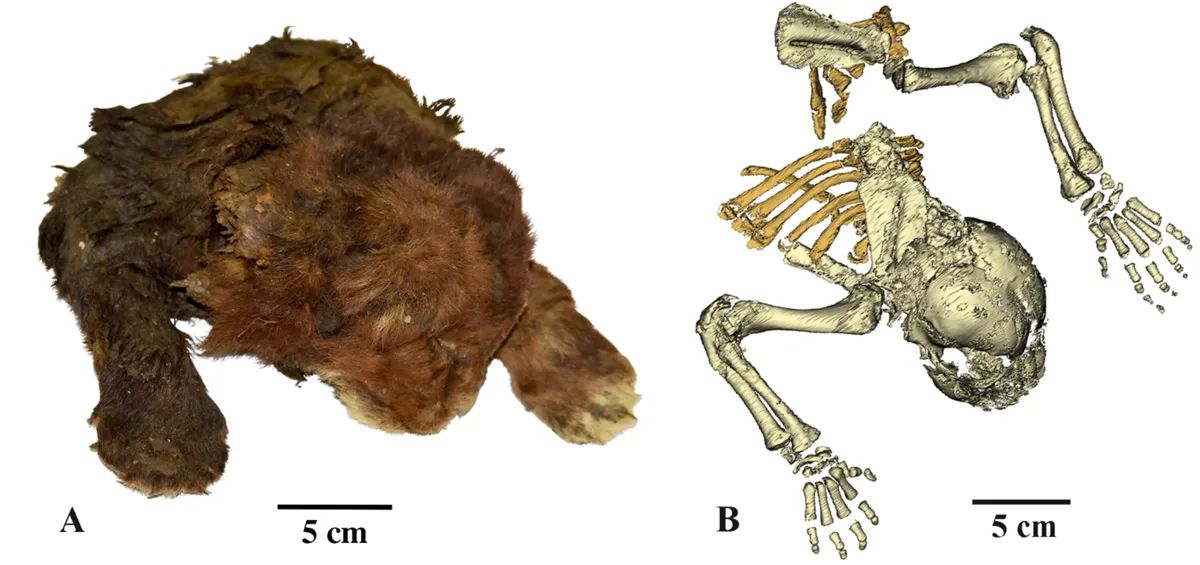 gatto dai denti a sciabola