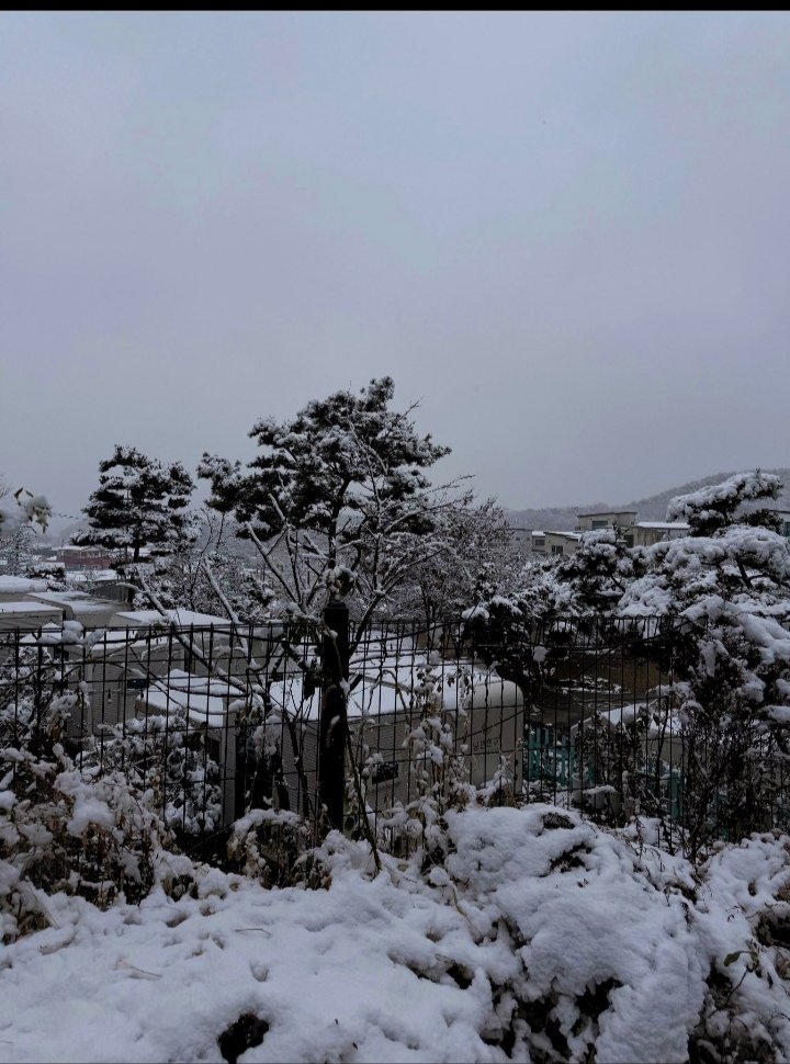 neve seul