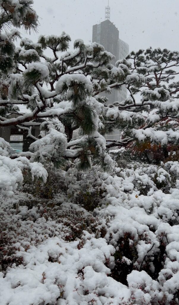 neve seul