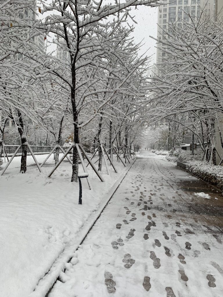 neve seul