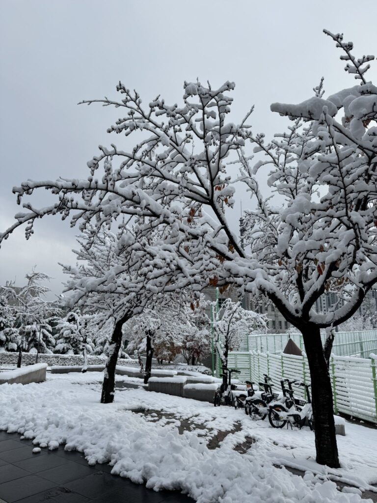 neve seul