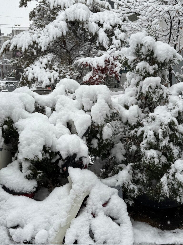 neve seul
