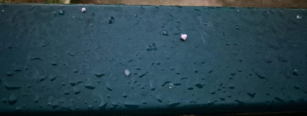 neve tonda avezzano