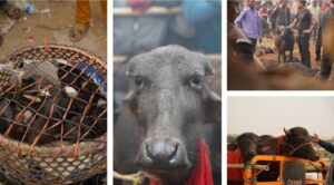 Animali Nepal