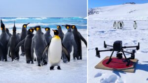 Antartide ENEA utilizza il supercalcolo per la conta della popolazione di pinguini