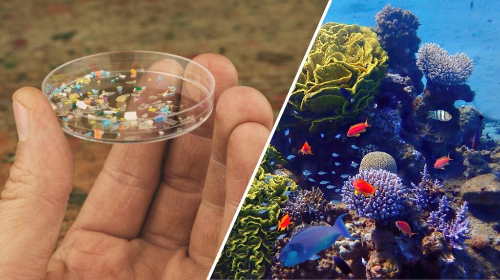 ENEA dimostra la tossicità delle nanoplastiche per gli organismi acquatici