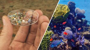 ENEA dimostra la tossicità delle nanoplastiche per gli organismi acquatici