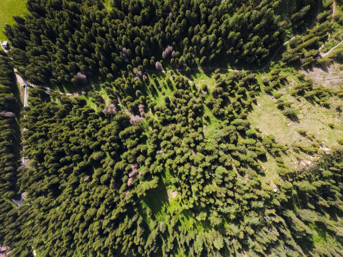 Solo un quarto delle foreste pluviali tropicali riesce a proteggere la biodiversità