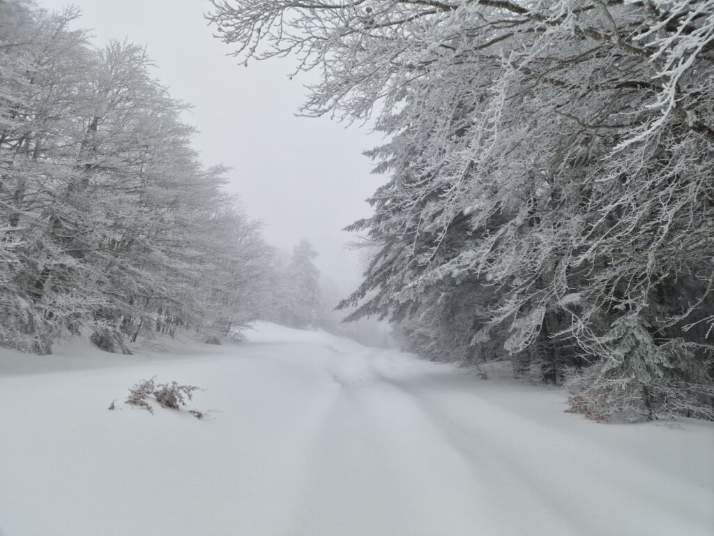 Neve Gambarie Montalto