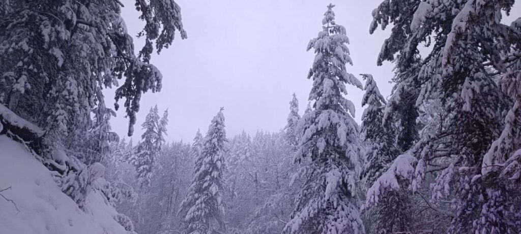 Neve Sila