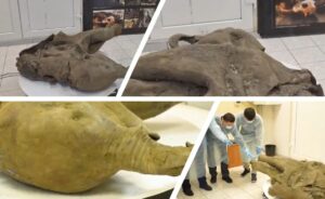 Resti Mammut