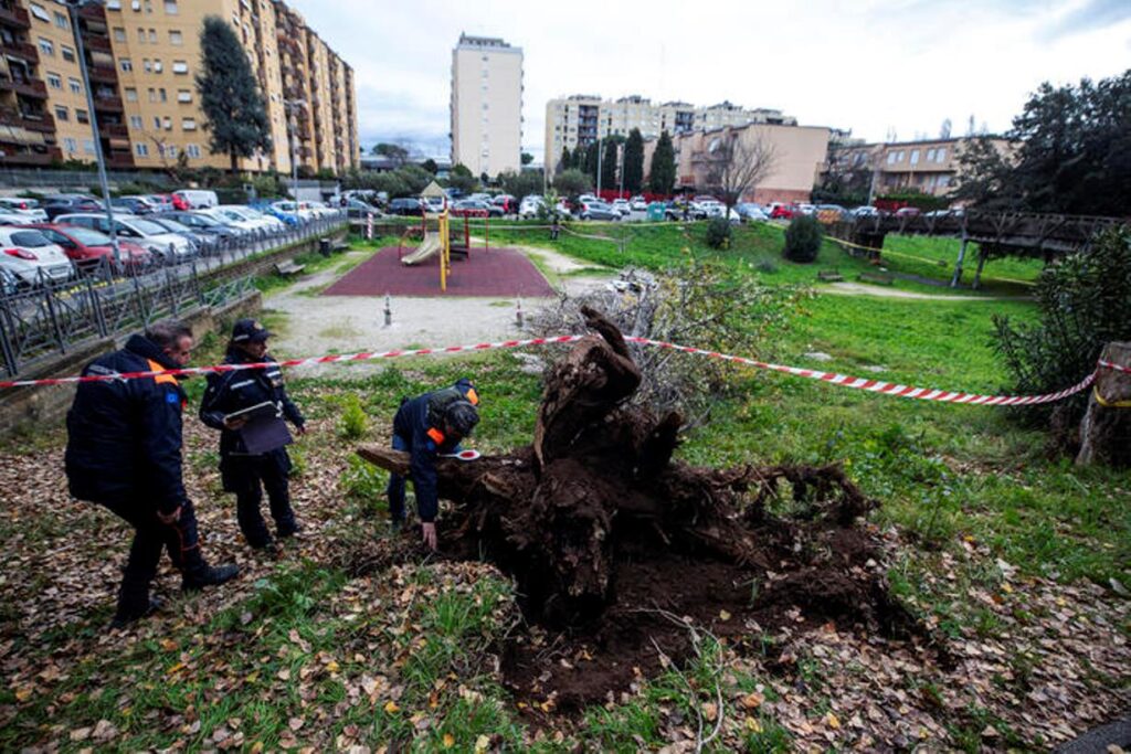 albero caduto roma