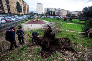 albero caduto roma
