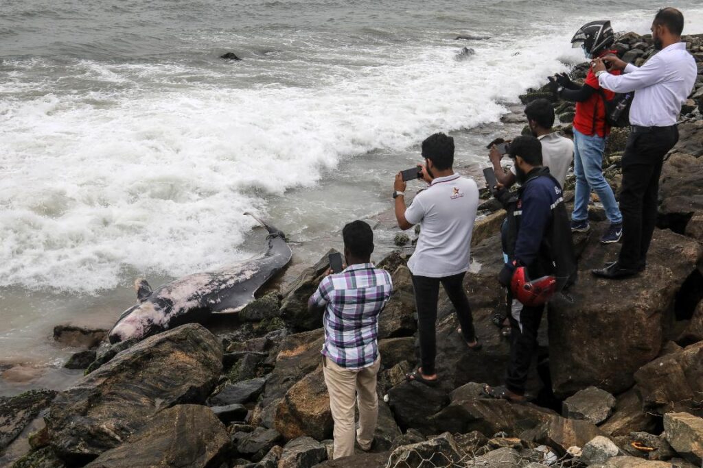 balene pilota colombo sri lanka