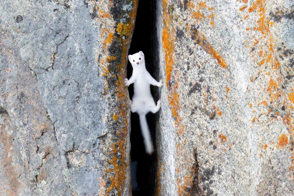 foto scientifiche nature