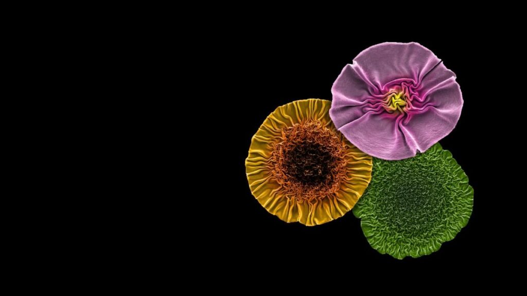 foto scientifiche nature