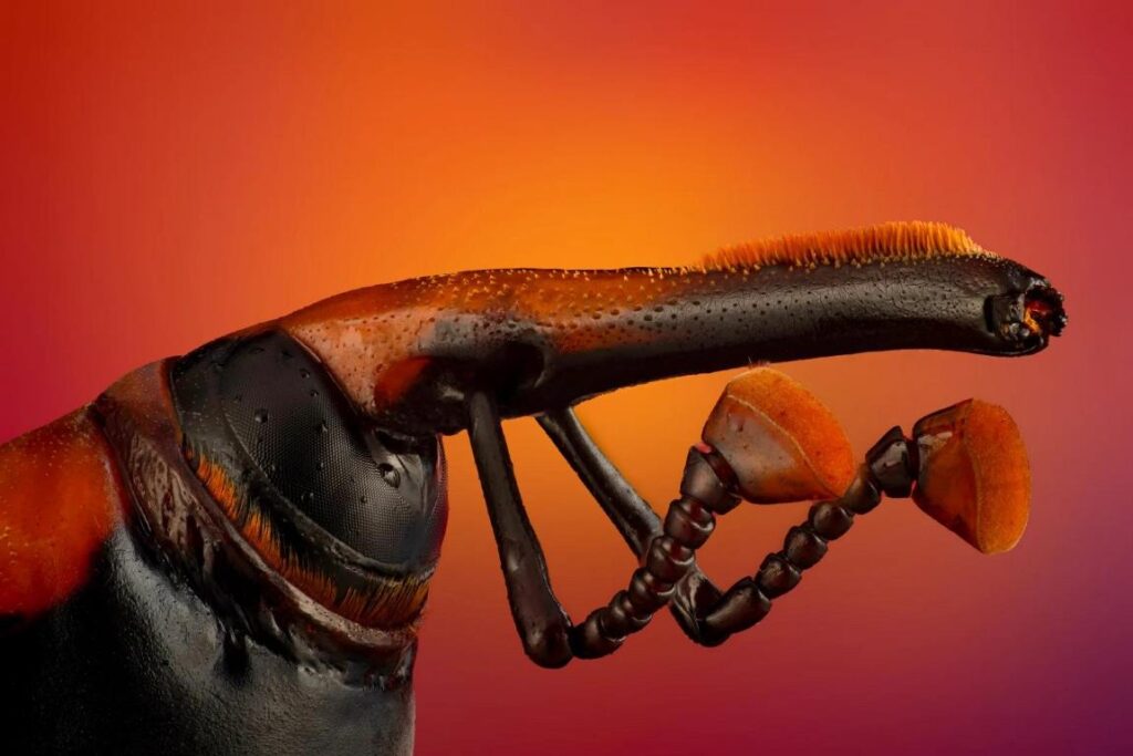 foto scientifiche nature