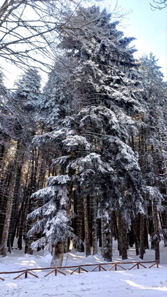 neve gambarie calabria