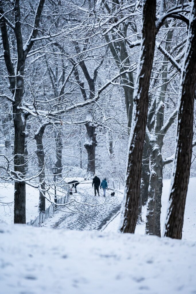 neve new york
