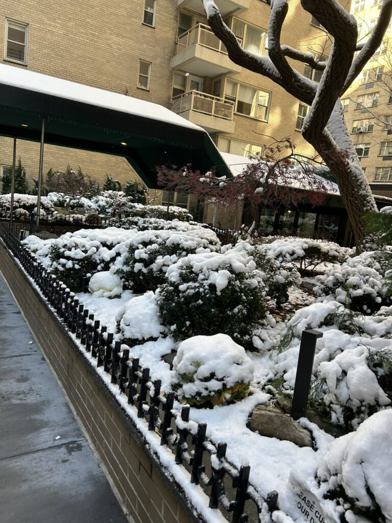neve new york