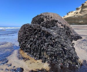 perù petrolio talara