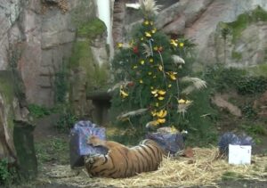 regali animali bioparco roma