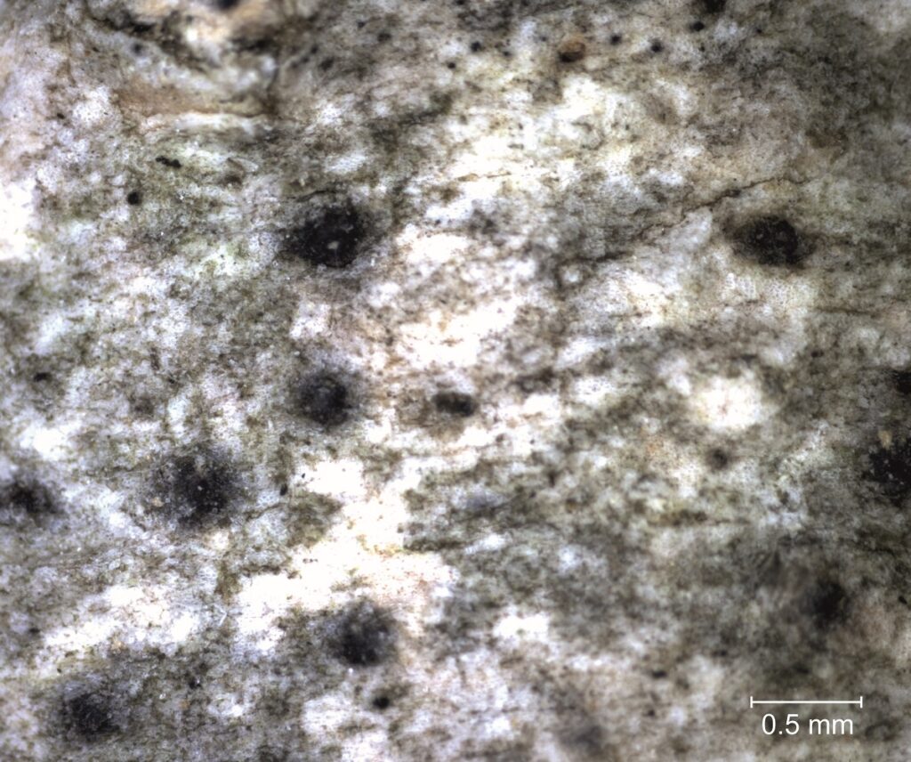 Arthopyrenia platypyrenia