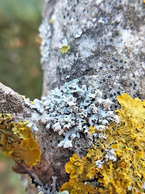 Lecidella elaeochroma (il lichene crostoso con corpi fruttiferi neri), Physcia adscendens (il lichene frondoso celestino) e Xanthoria parietina (il lichene frondoso giallo)