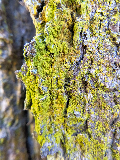 Chrysothrix candelaris